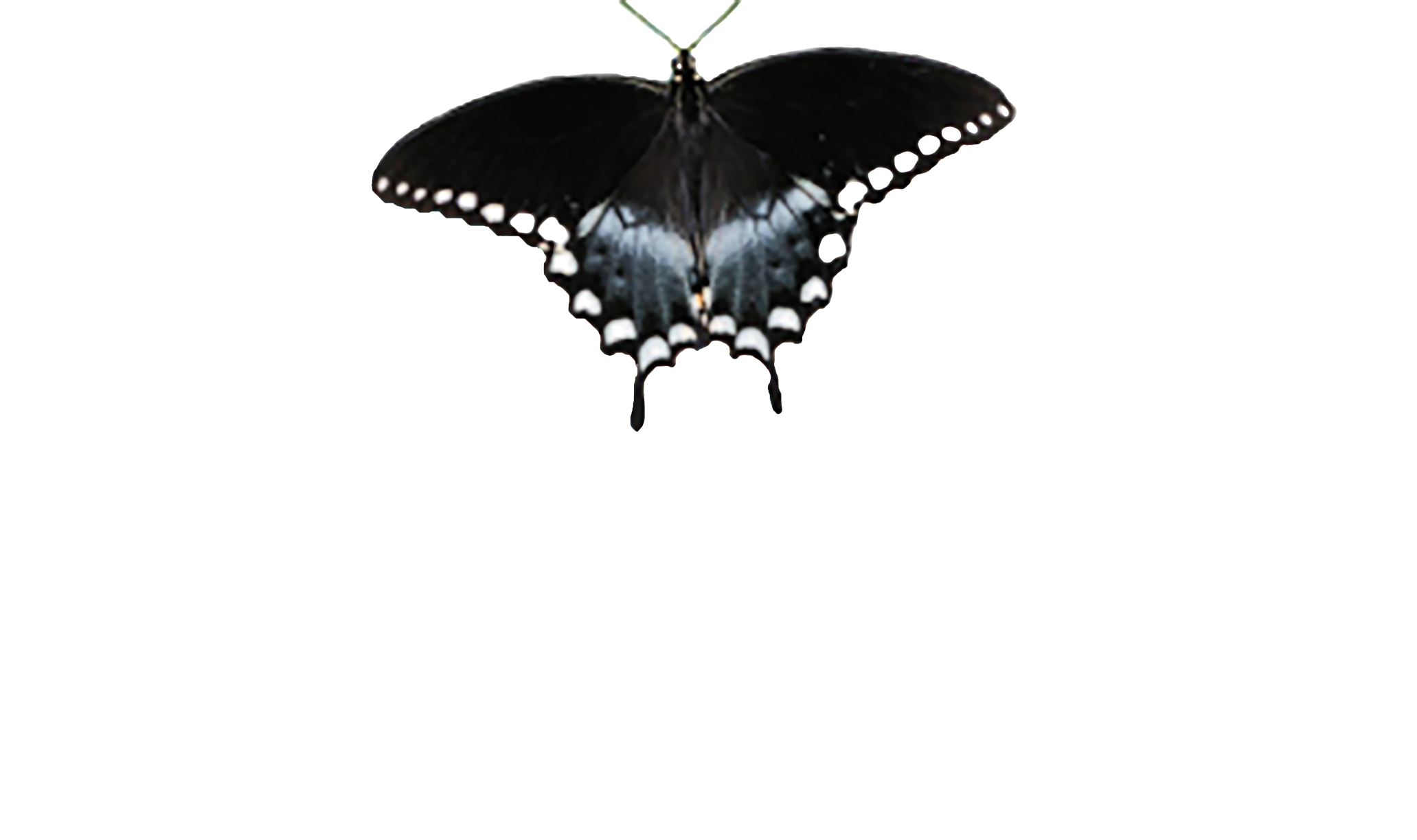 The Spicebush at Sea Pines logo